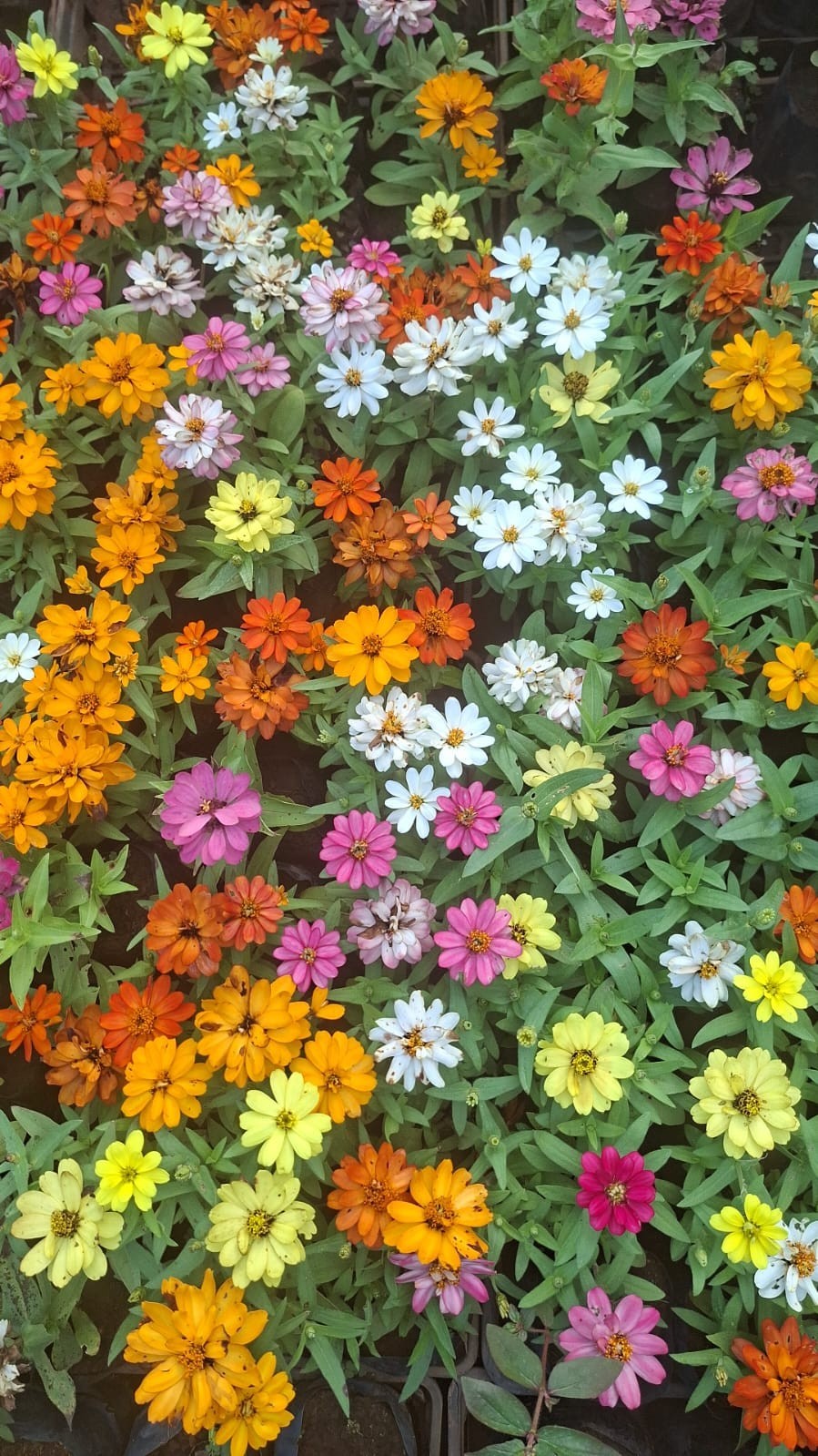 Flores - Conviva com a natureza dentro de casa 
